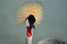 The Crane Royalty Free Stock Images