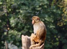 Monkey Stock Photo