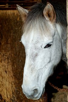 Horse Head Stock Images Horse Head Stock Images
