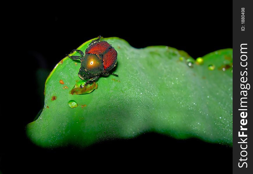 Japanese Bettle Drinking Dew in the Early Morning. Japanese Bettle Drinking Dew in the Early Morning