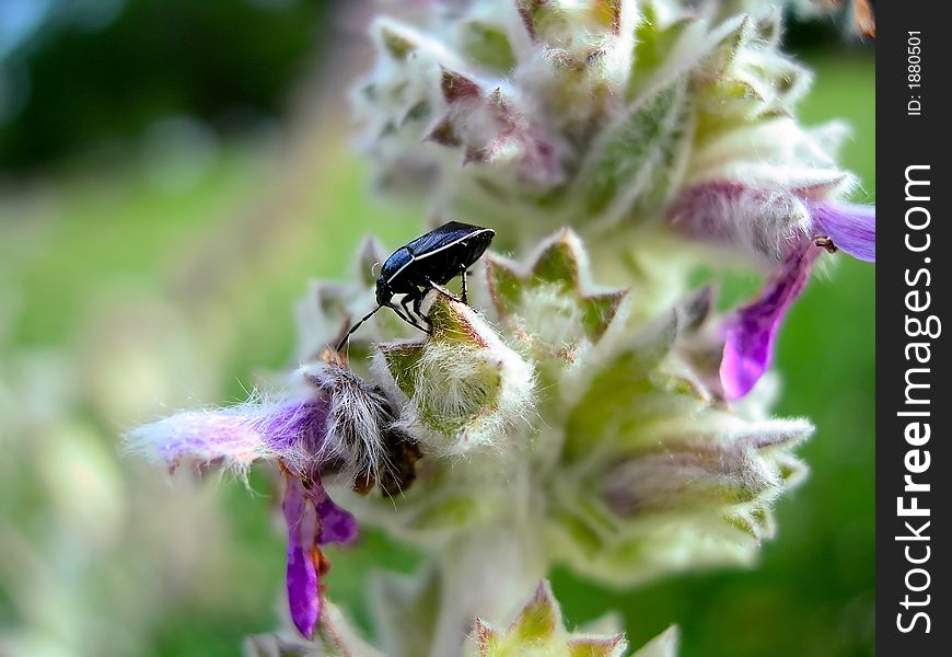 Stink Bug Eating Flower Pollen. Stink Bug Eating Flower Pollen