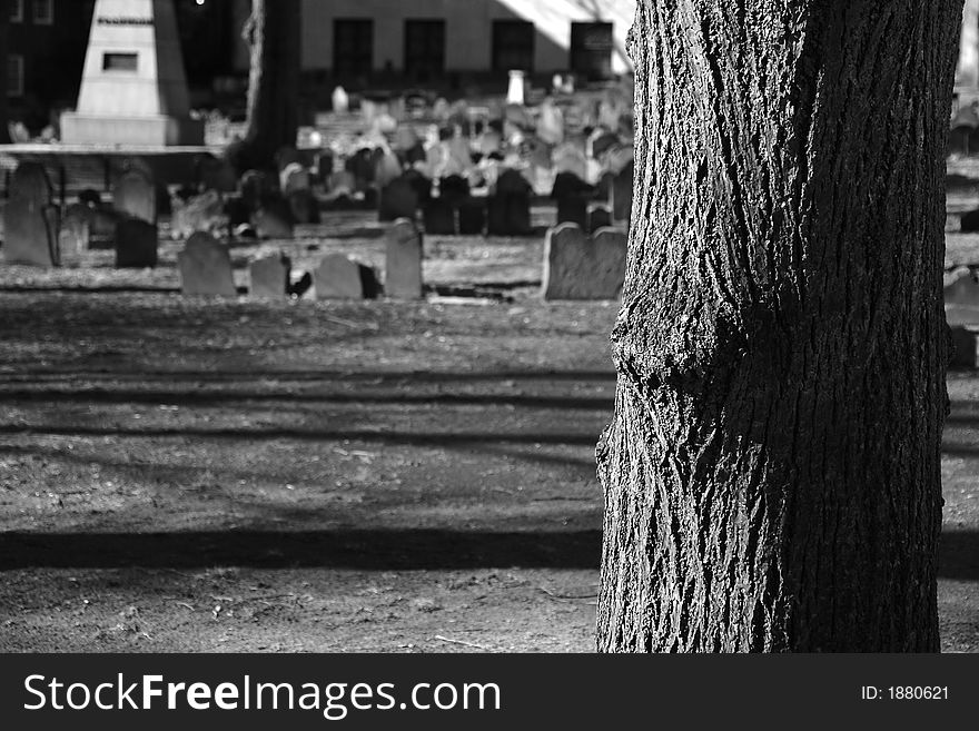 Focus is on tree in the granary cemetery in boston massachusetts, detail of bark is shown with graves off in the distance. Focus is on tree in the granary cemetery in boston massachusetts, detail of bark is shown with graves off in the distance