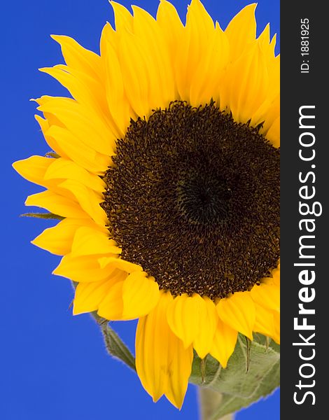 Sunflower against a Blue Background