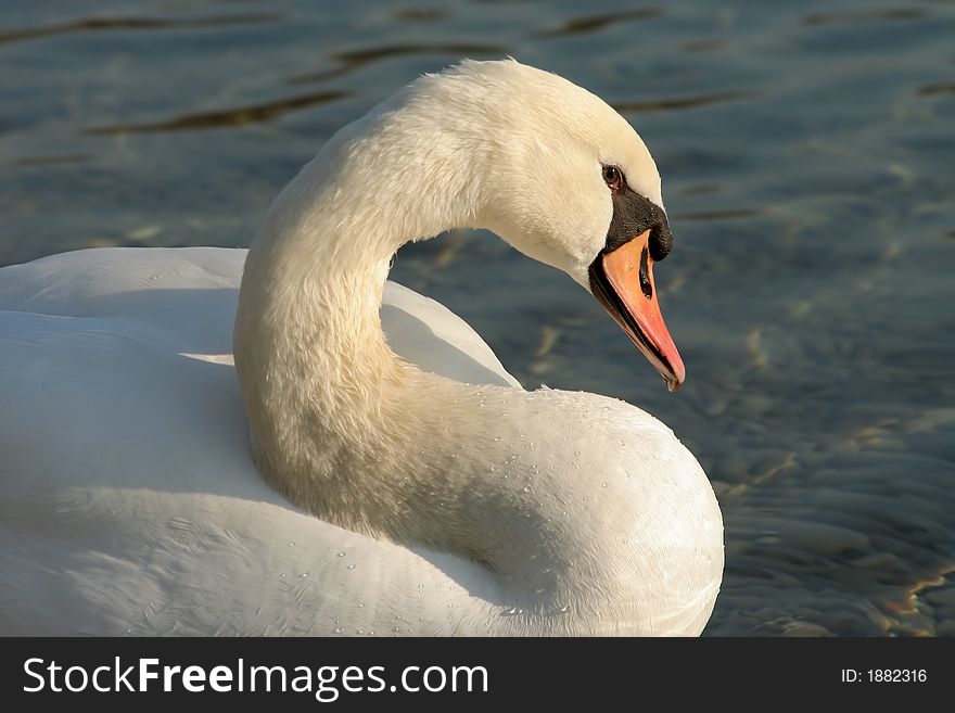 Beautiful white swan on lake