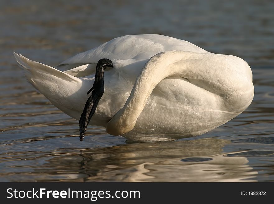 Swan claning itself in water