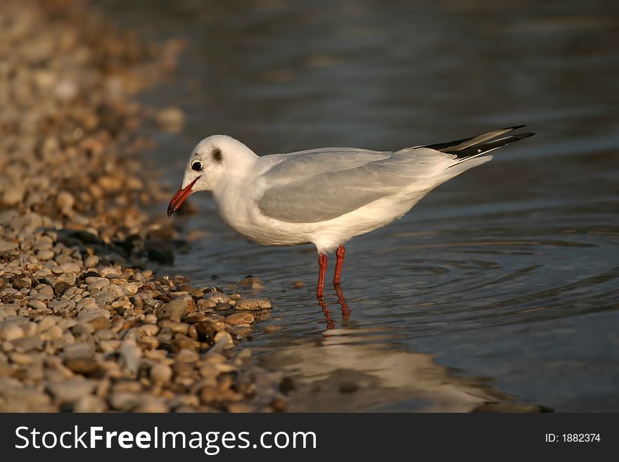 River Seagull