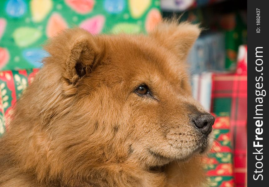 Chow dog posing calmly among Christmas gifts. Chow dog posing calmly among Christmas gifts