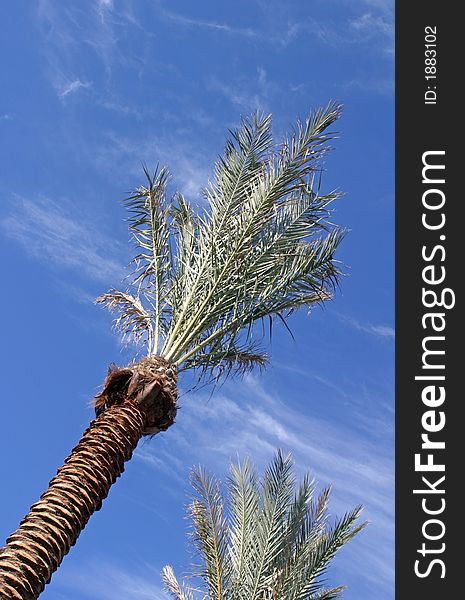 Palm Tree in Florida USA