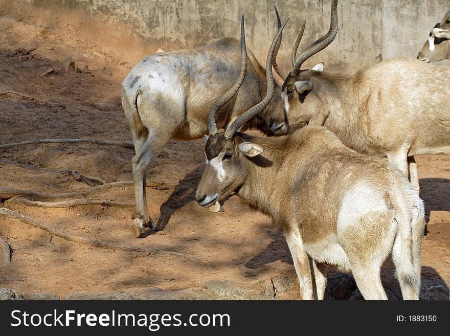Group of addax(addax nasomaculatus)
(If you need the RAW file please let me know.)