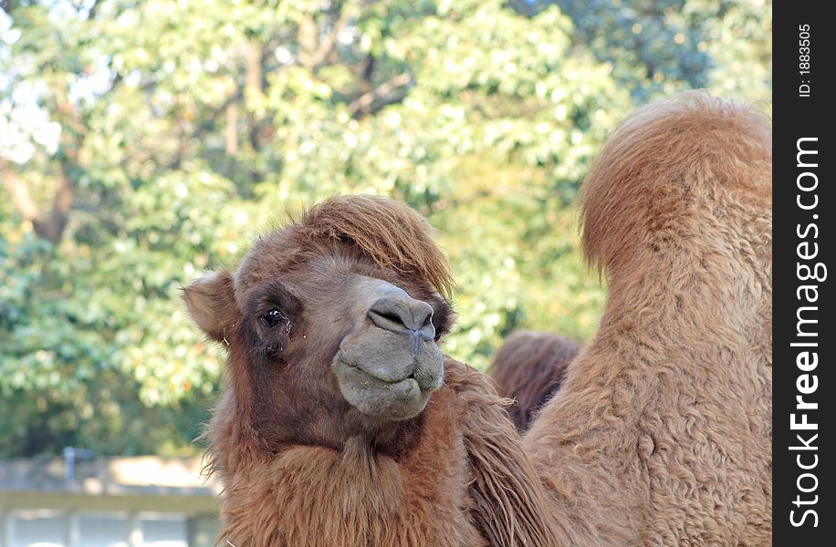 Camel portrait against the trees (If you need the RAW file please let me know.)