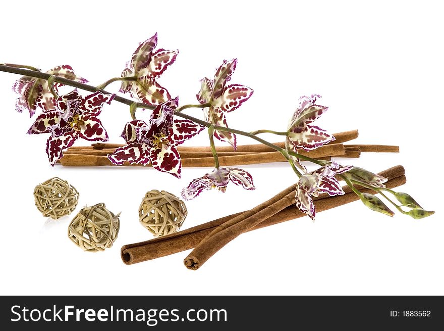 Beauty orchid and cinnamon set against a plain background