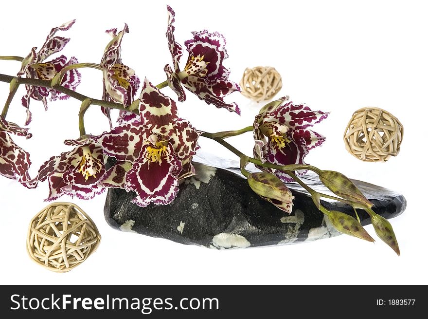 Beauty orchid and stone set against a plain background. Beauty orchid and stone set against a plain background