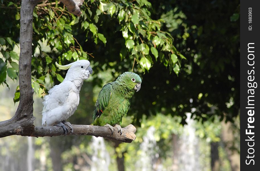 A white and a green parrot standing on a wood
(If you need the RAW file please let me know.). A white and a green parrot standing on a wood
(If you need the RAW file please let me know.)