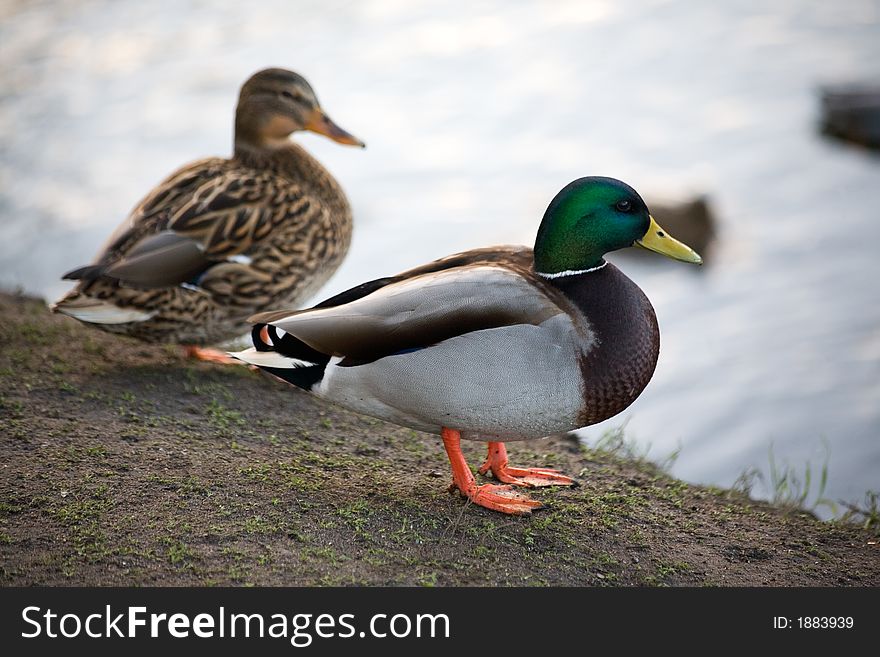 Pair ducks on coast of the river