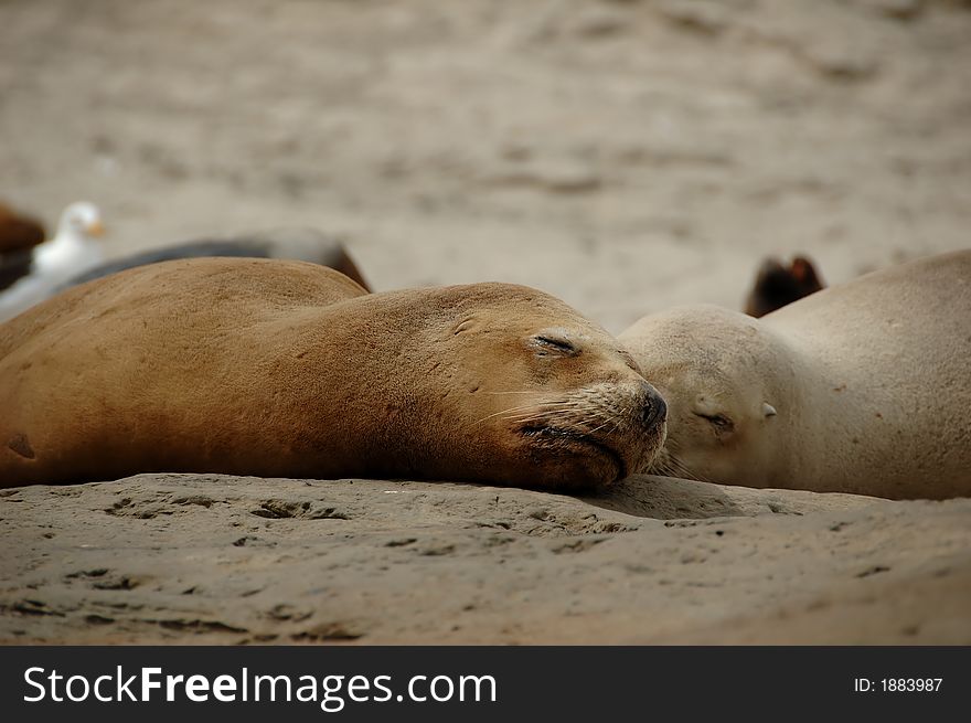 Image of 2 lazy seals. This image was taken in Argentina, Valdez. Image of 2 lazy seals. This image was taken in Argentina, Valdez