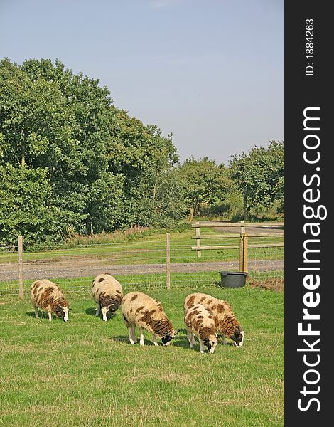 Brown and White Sheep on a Cheshire Farm