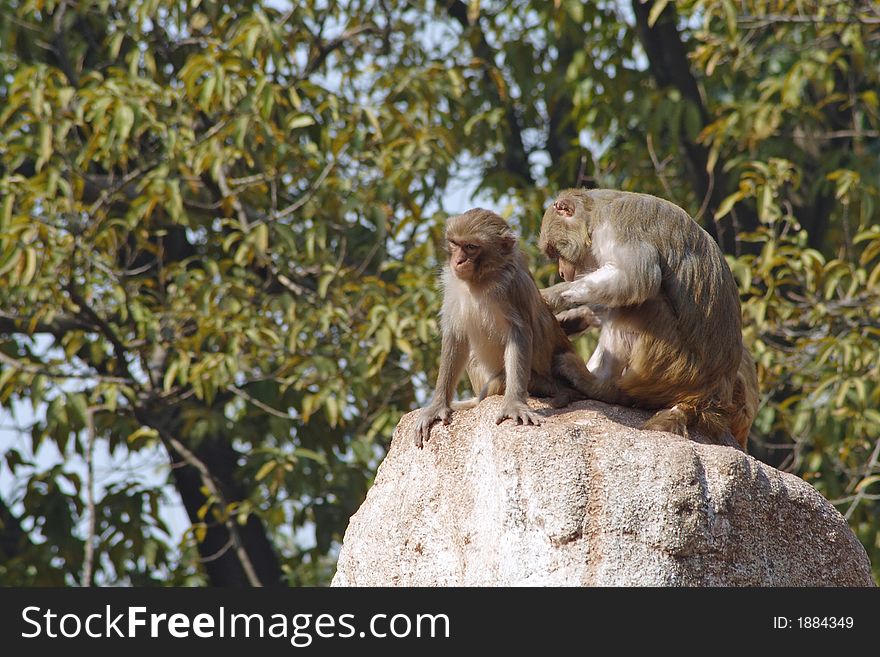 Two monkeys on a rock,old one picking out salt for eating from the young one's fur
(If you need the RAW file please let me know.)