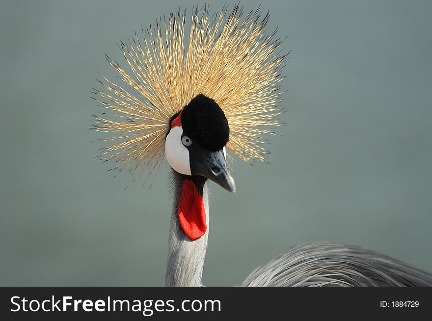 A beautiful portrait of a crowned crane. A beautiful portrait of a crowned crane