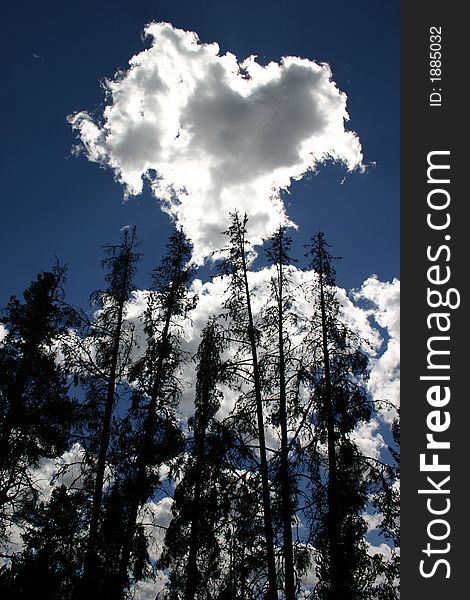 Trees with heart shaped Cloud