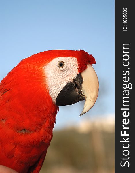 A portrait of a red parrot. A portrait of a red parrot