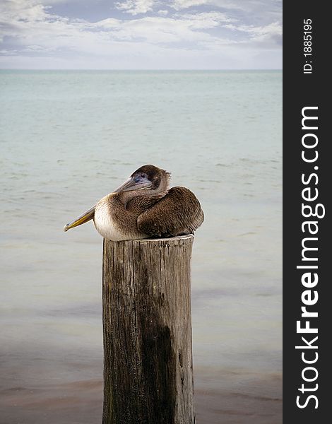 Pelican resting on a pole by the sea. Pelican resting on a pole by the sea