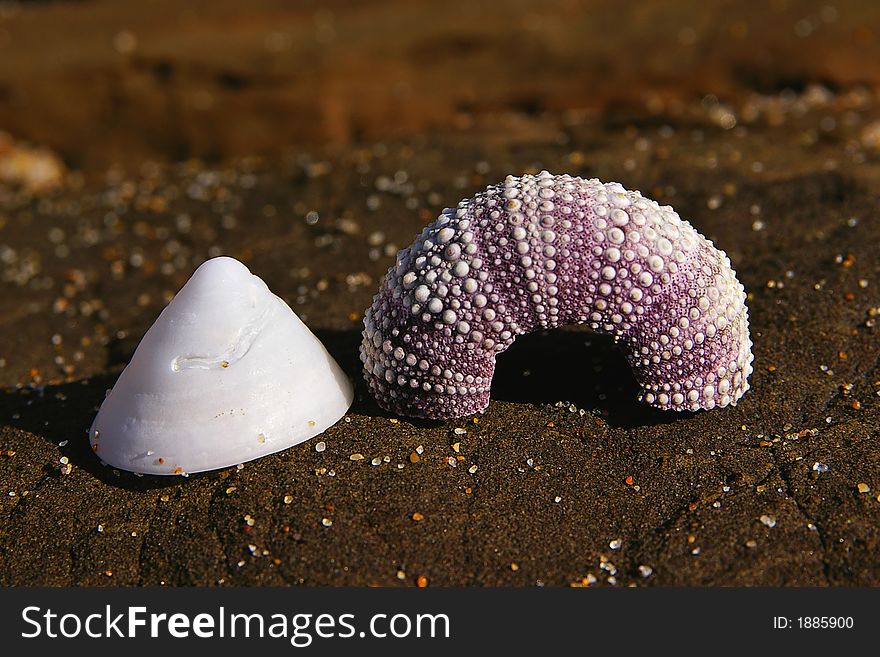 Sea shells on dark beach rock. Sea shells on dark beach rock