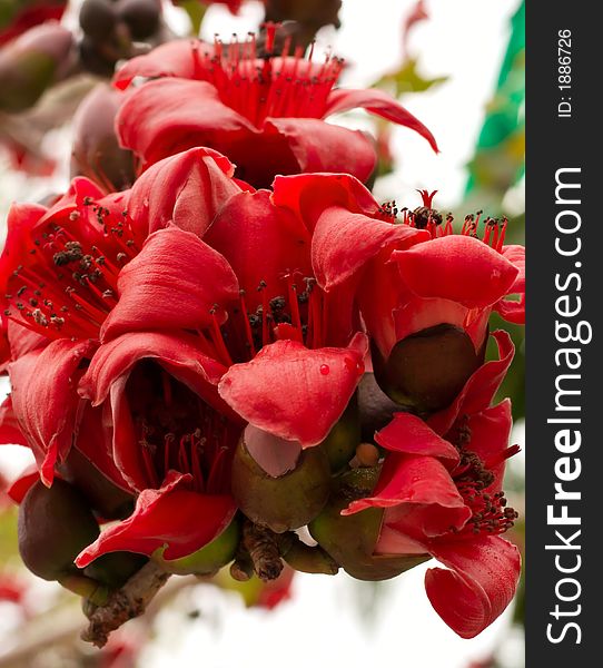 Red Silk Cotton (Bombax ceiba) Tree Blooms. Red Silk Cotton (Bombax ceiba) Tree Blooms