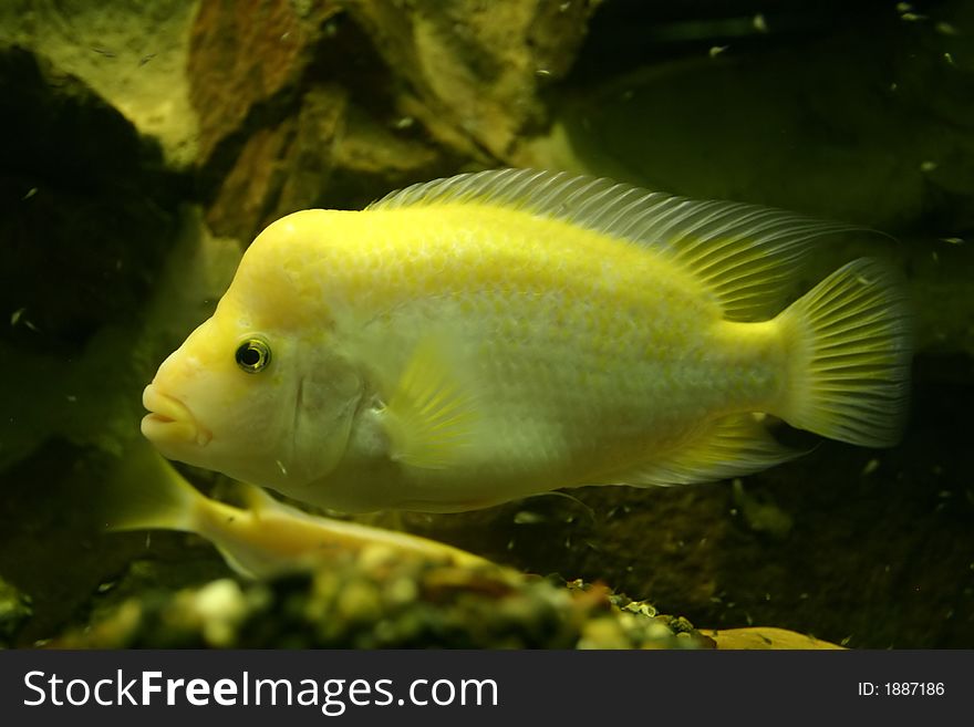 Yellow fish in aquarium (or the sea)