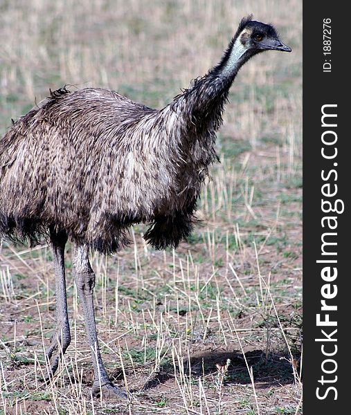 Emu solo in a paddock of stubble, in outback NSW, Australia. Emu solo in a paddock of stubble, in outback NSW, Australia