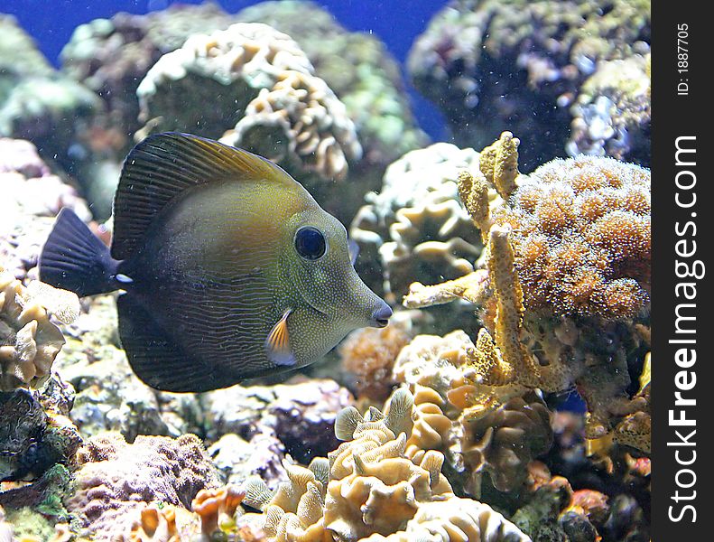 Portrait of Brown Tang Fish. Portrait of Brown Tang Fish