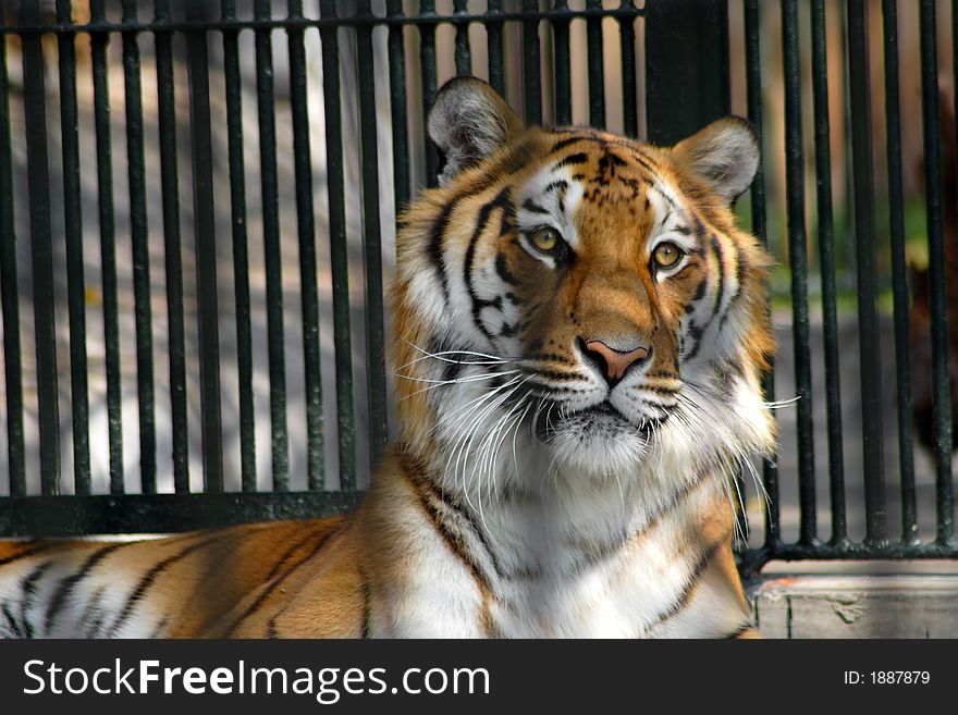 Tiger crouching in the cage. Tiger crouching in the cage