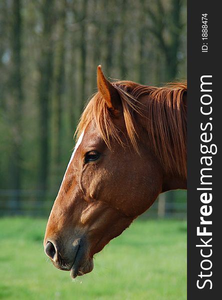 Portrait of a regular brown horse. Portrait of a regular brown horse