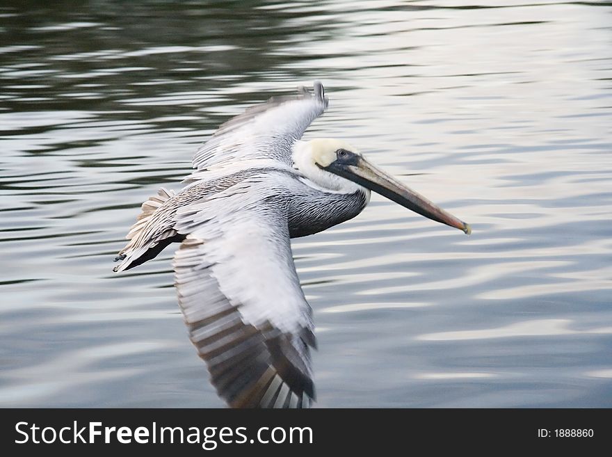 Flight Of White Pelican