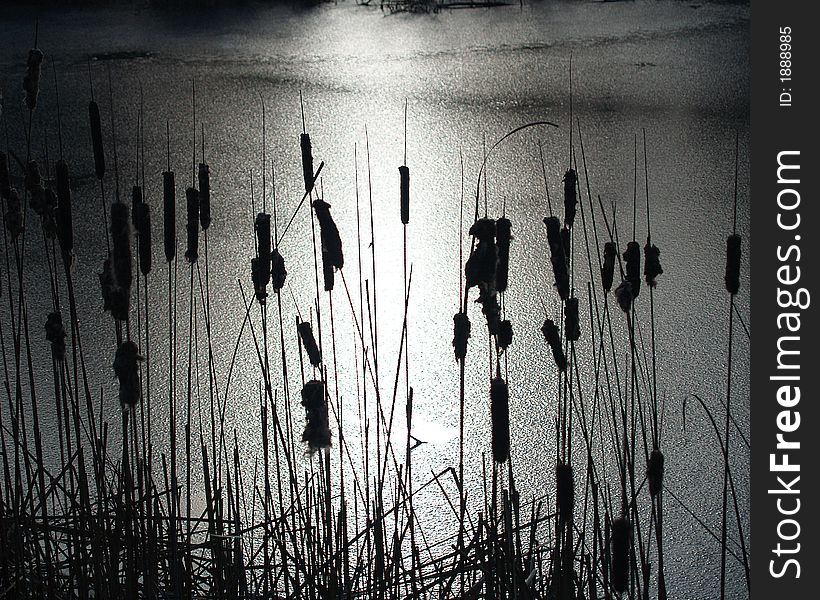 Bull-rushes in silhouette against a frozen pond. Bull-rushes in silhouette against a frozen pond.