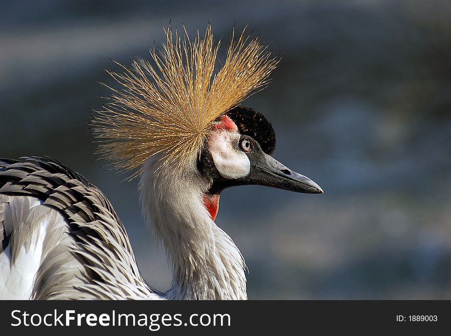 Crowned Crane