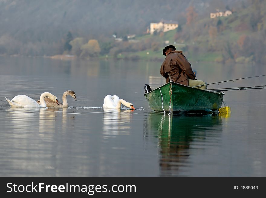 Lonely angler in a boat accompanied by swans. Lonely angler in a boat accompanied by swans