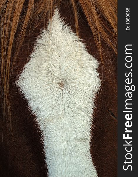 Many horses have markings on their faces. A patch of white on the forehead is a star. A white mark spread over the forehead and the length of the face is a blaze. Many horses have markings on their faces. A patch of white on the forehead is a star. A white mark spread over the forehead and the length of the face is a blaze