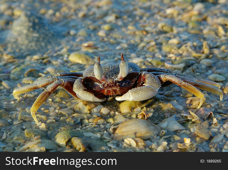 Close up image of crab. Close up image of crab