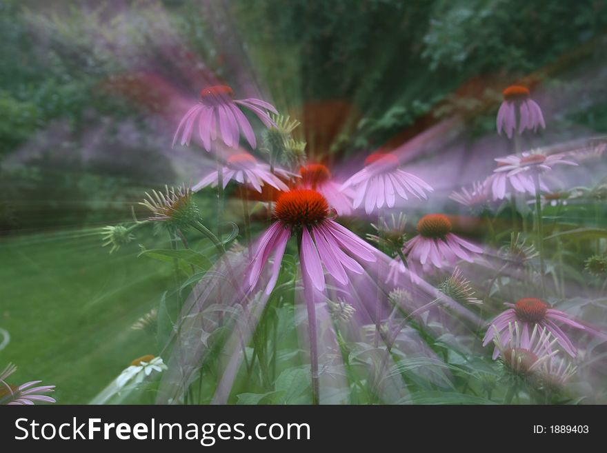 These nice color play I got with a telezoom variation on a Ecchinacea flower. These nice color play I got with a telezoom variation on a Ecchinacea flower