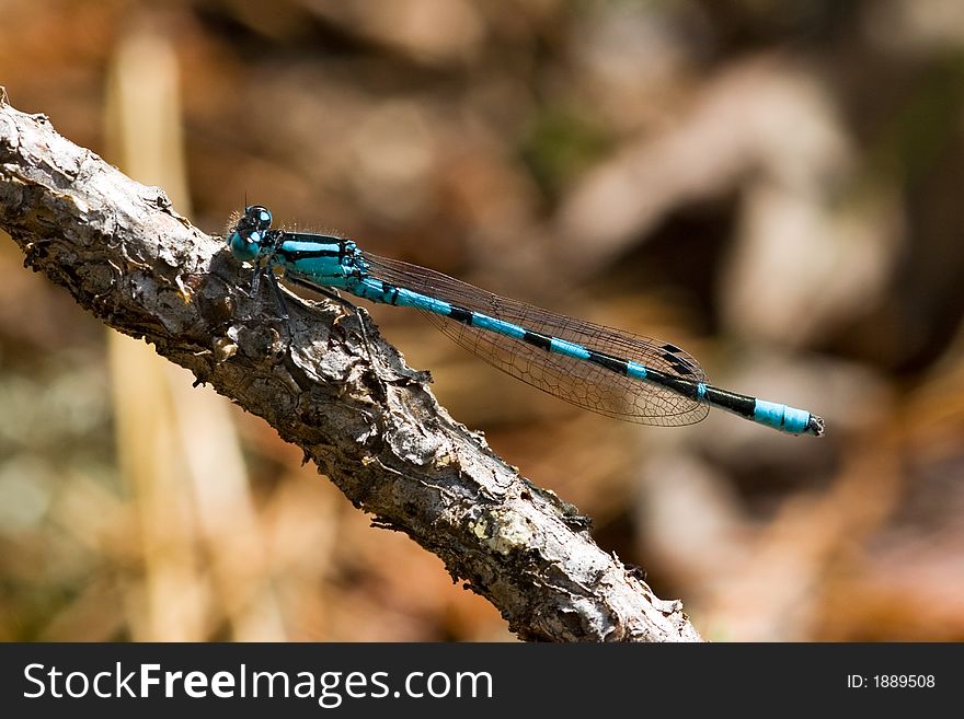 Blue dragonfly on a pine branch. Blue dragonfly on a pine branch