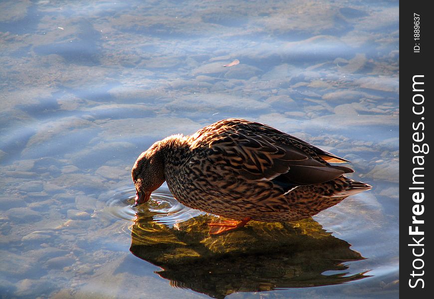 A duck swimming in a beautiful clear lake