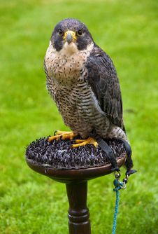 Peregrine Falcon Royalty Free Stock Photos Peregrine Falcon Royalty Free Stock Photos