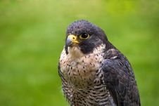 Peregrine Falcon Stock Photos Peregrine Falcon Stock Photos