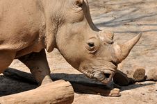 A Rhinoceros Royalty Free Stock Photo