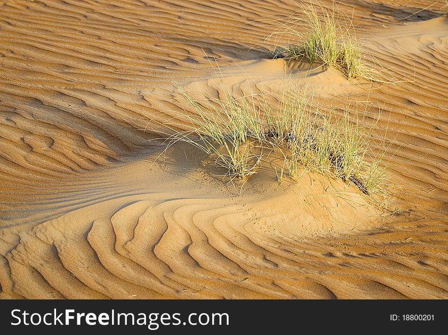 Wahiba or Eastern Sands, Sultanate of Oman. Wahiba or Eastern Sands, Sultanate of Oman.
