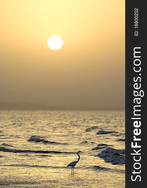 Heron by the beach, Muscat, Sultanate of Oman