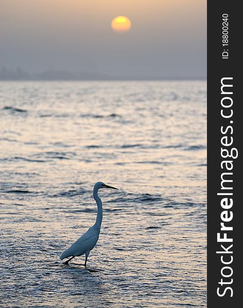 Heron by the beach, Muscat, Sultanate of Oman