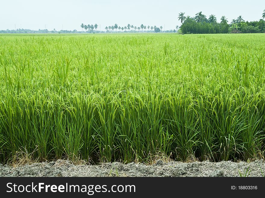 Paddy rice in field, Bangkok Thailand. Paddy rice in field, Bangkok Thailand