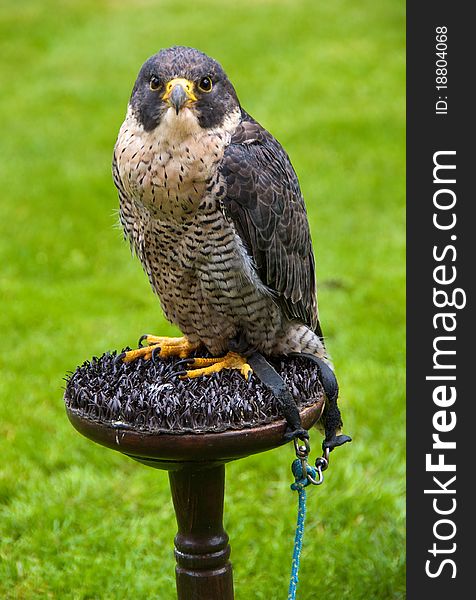 A Peregrine falcon ('Falco peregrinus')