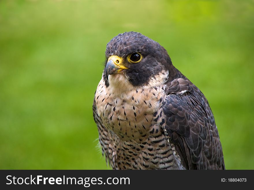 A Peregrine falcon ('Falco peregrinus')